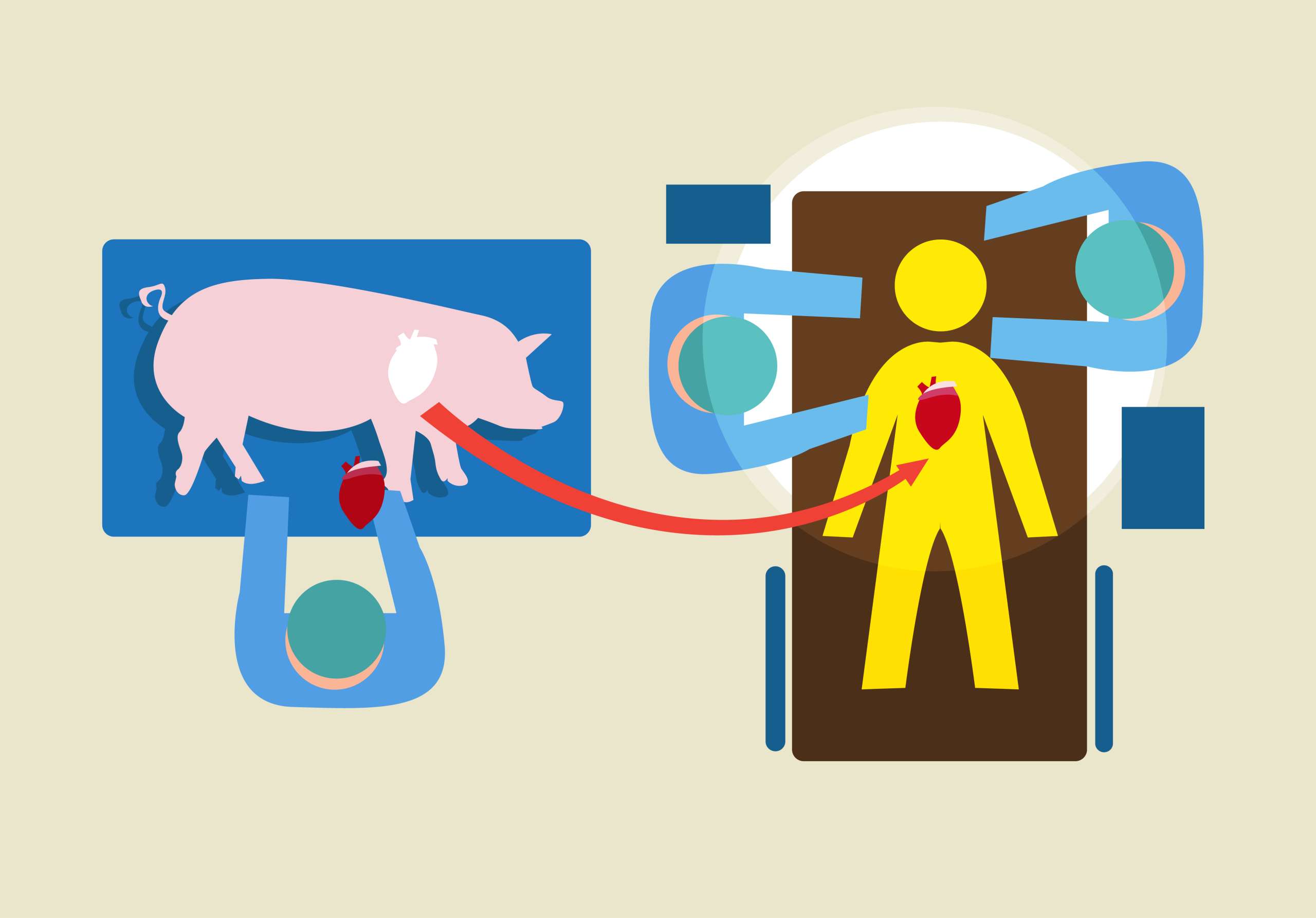 Blogotheque Meaning Les xénotransplantations sont-elles un mal nécessaire ? – L'Amorce ...